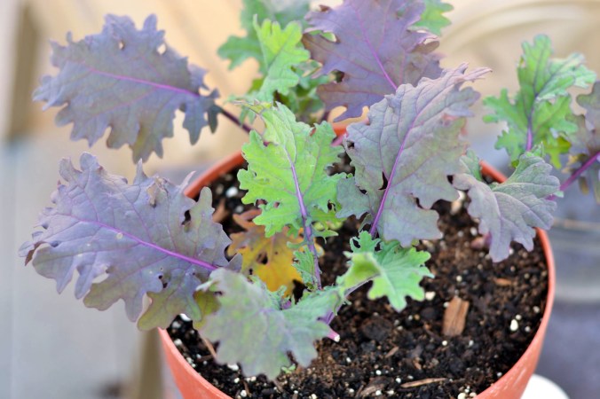 Red Russian Kale